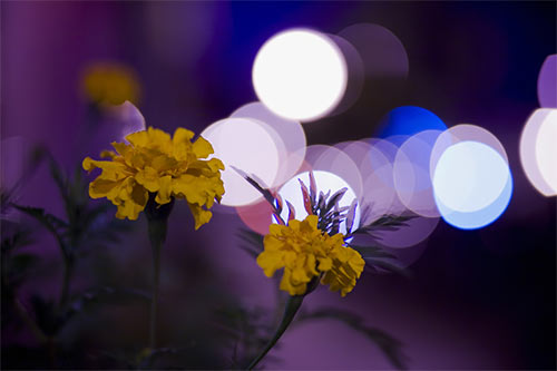 50 Amazing Examples of Bokeh Photography