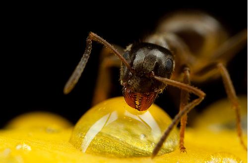 macro photography ideas macro photography ideas