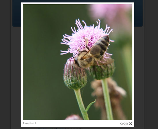 20 Most Efficient jQuery Lightbox Plugins 12 20 Most Efficient jQuery Lightbox Plugins 12