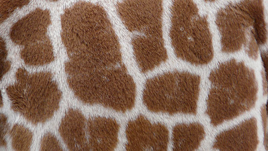 10 Free Animal Fur and Skin Texture Pack - DJ Designer Lab
