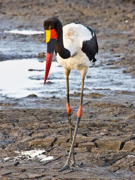 75 Beautiful Birds Photography for Inspiration