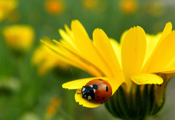 A Collection of 20 Beautiful Hi-resolution Free Desktop Wallpapers 7 A Collection of 20 Beautiful Hi-resolution Free Desktop Wallpapers 7